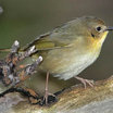 Common Yellowthroat